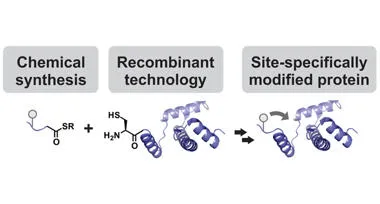 Diagram showing process for a site-specifically modified protein