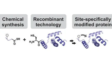 Diagram showing process for a site-specifically modified protein