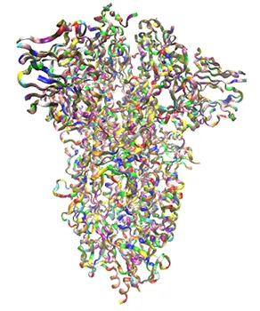 The Spike Protein (S Protein) of the CoV-SARS-2 virus