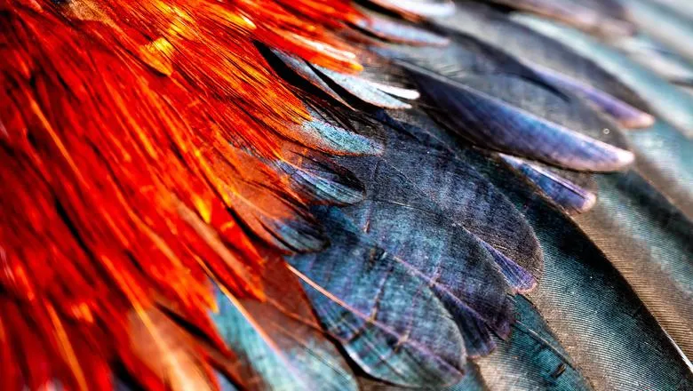Chicken feathers