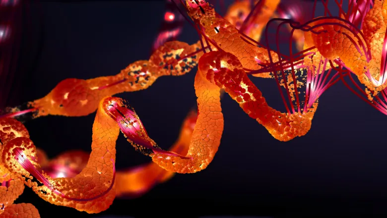 Chain of amino acids arrranged in a protein