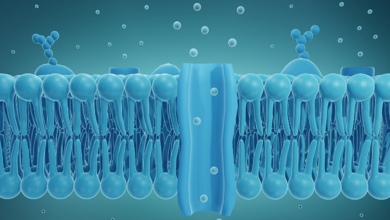 Ion channel in cell membrane ,3d illustration