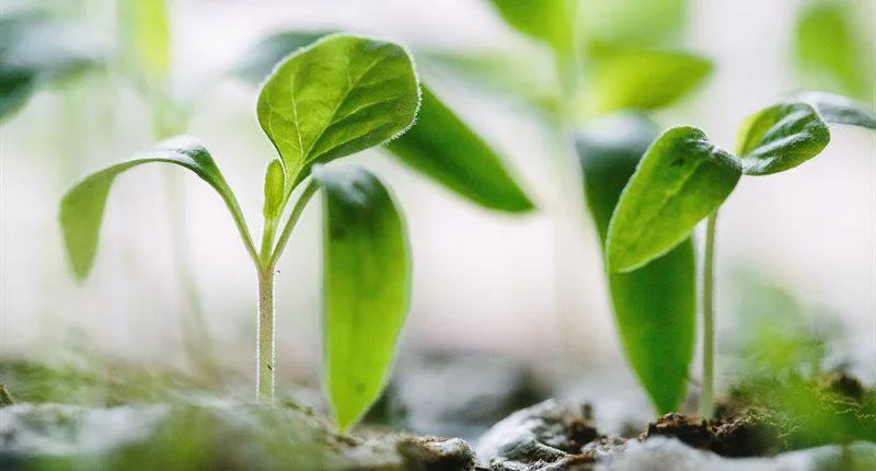 sustainable-environment-leaf-plant-cropped-800x430