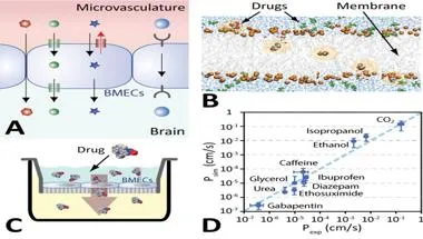 Image and graphs showing technology for rapidly predicting brain exposure of drugs