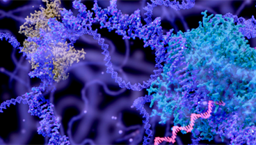 Epigenetics and post-transcriptional gene regulation led by Dr Michelle Holland