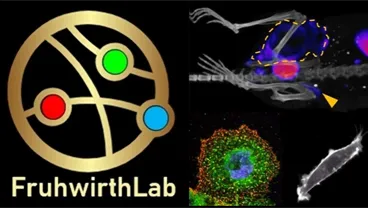 Imaging Therapies and Cancer