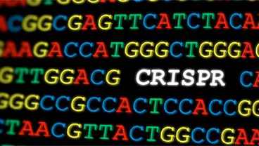 Translational Research in Genetic Diseases