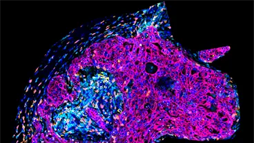 Breast Immunology Group