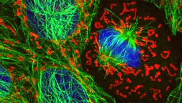 Organelle Dynamics Laboratory
