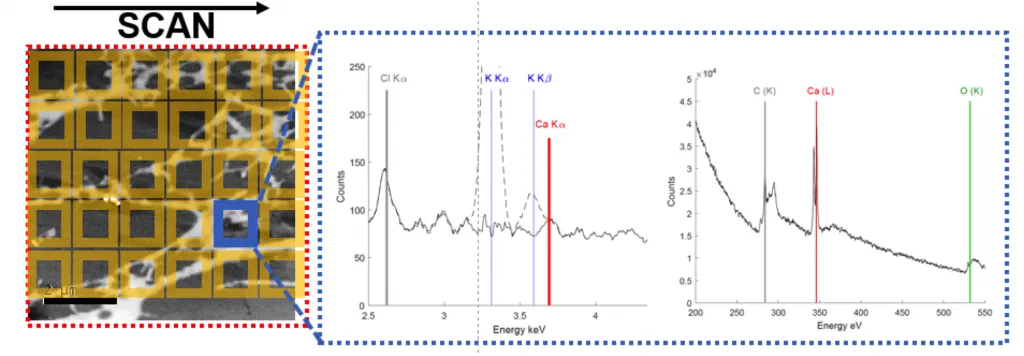 Rat heart muscle graph