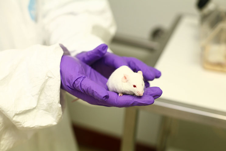 Photograph of a white mouse in purple gloved hands.