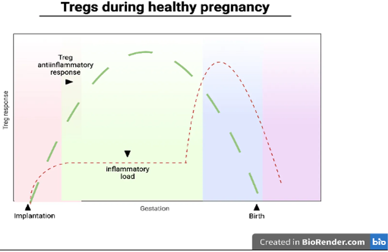 Tregs during healthy pregnancy