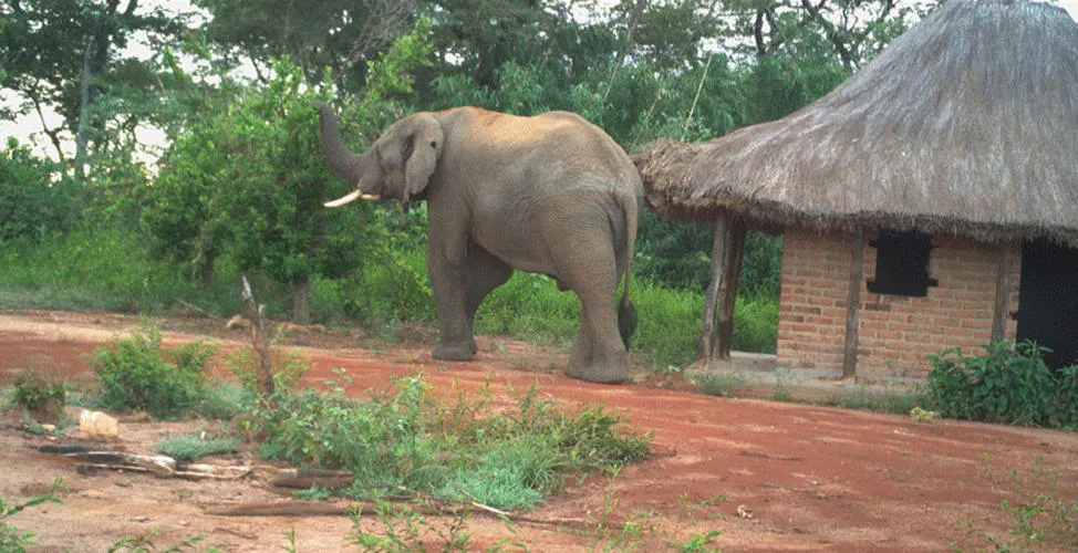 Elephant in a village