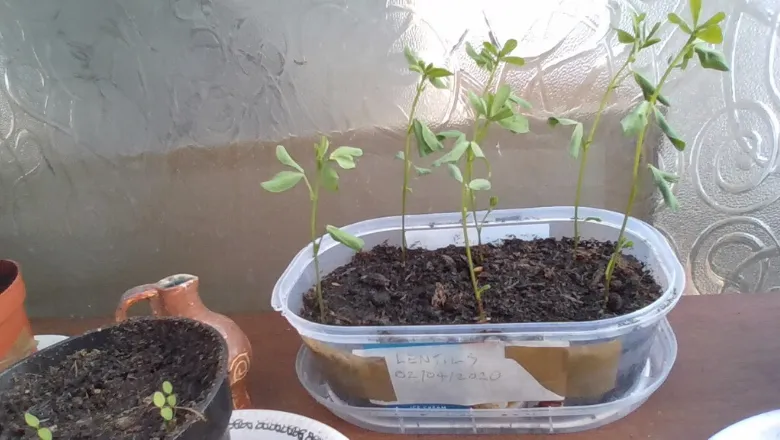 Lentil seedlings planted by Oli at home