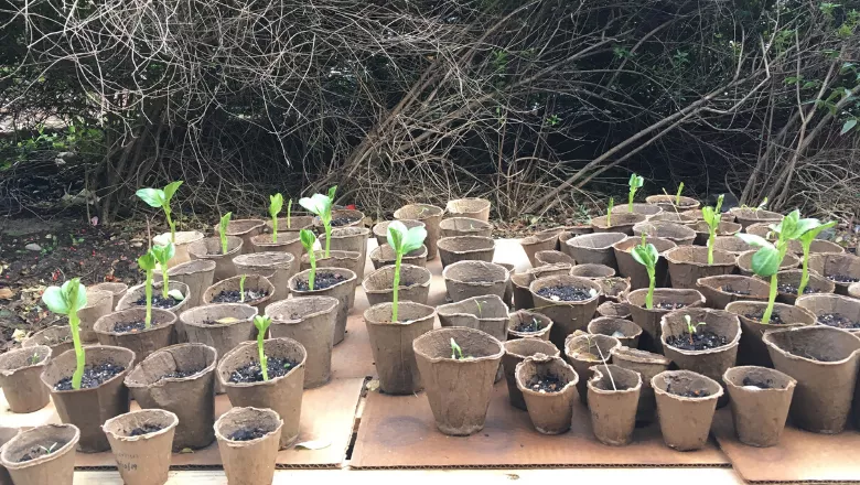 Seedlings in brown cardboard pots
