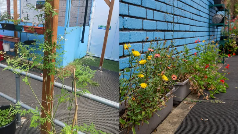 Jasmine plant growing up wooden pole and wildflowers in grey tubs against a blue wall.