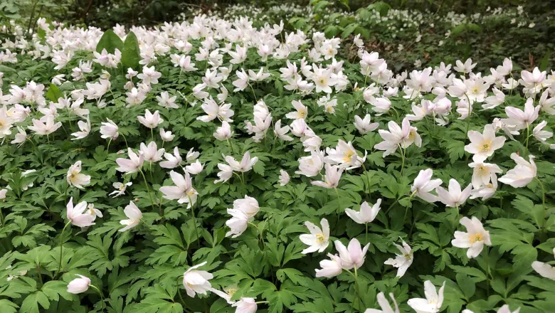 780x440 Grove Farm Flowers