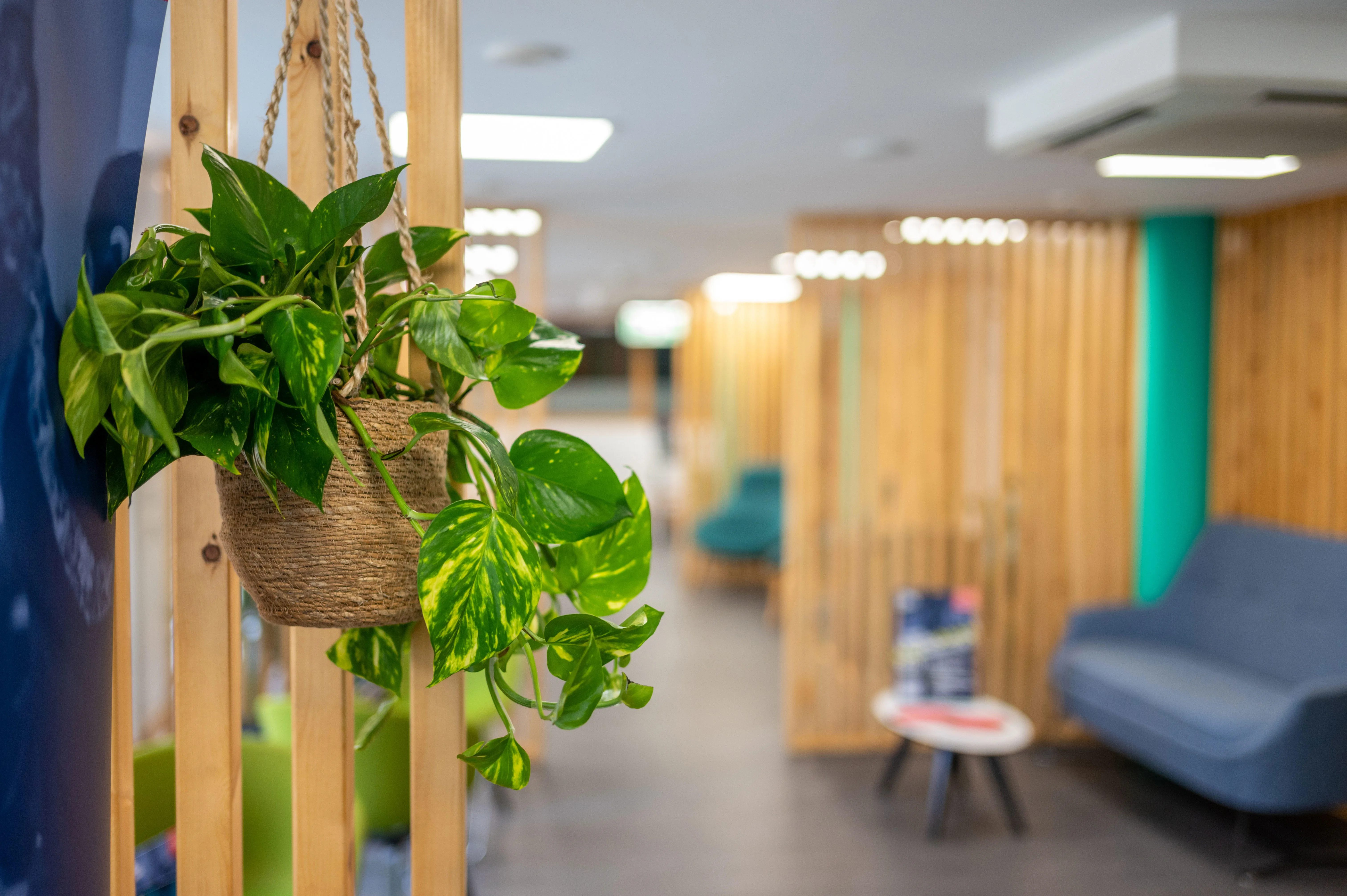 Plant hanging in centre's main area