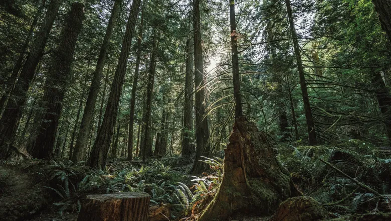 dense-forest Thumbnail