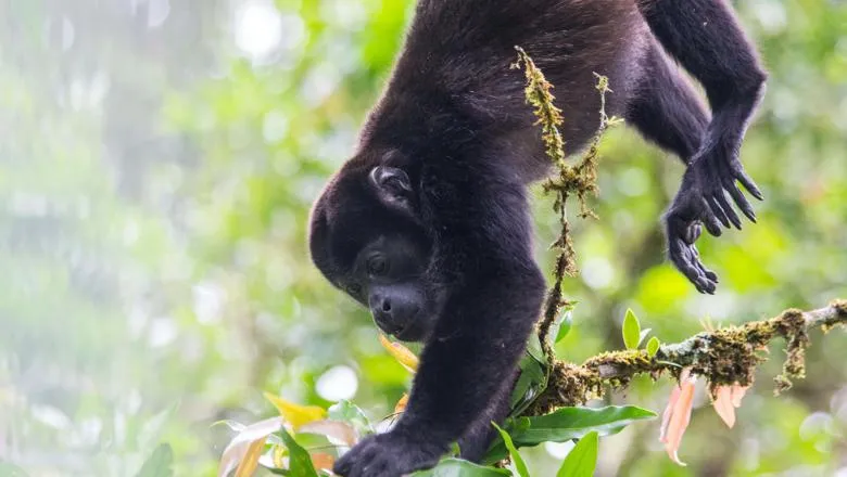 Howler monkey hanging from a tree and eating