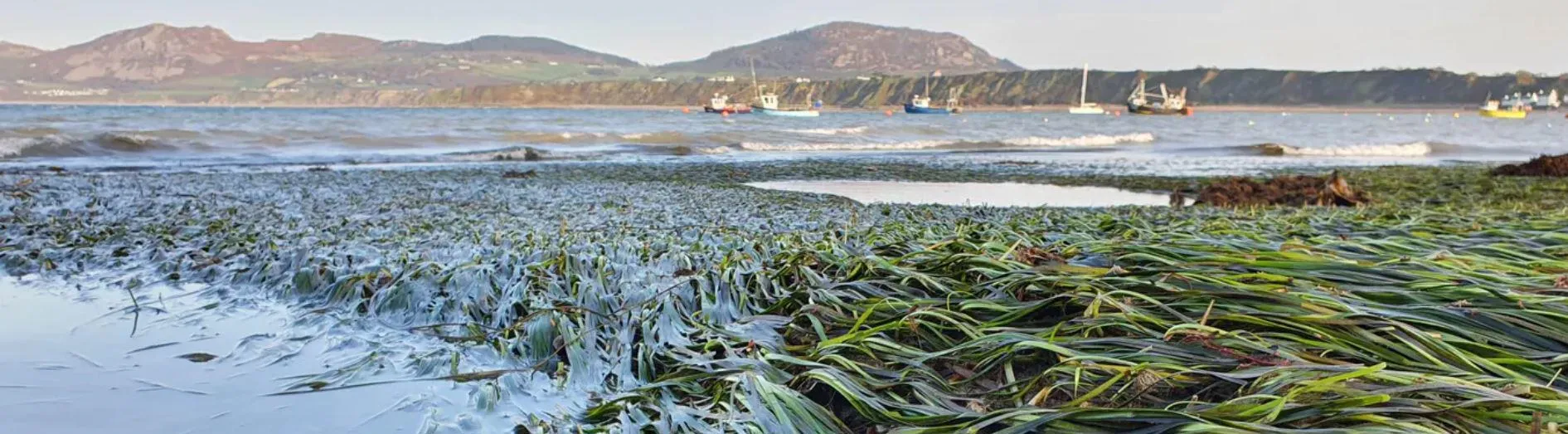 A healthy seagrass meadow outside of Porthdinllaen harbour, North Wales.