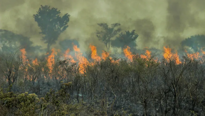 Fire in the Amazon