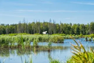Bird flying against trees and water