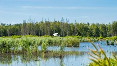 Bird flying against trees and water