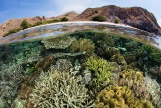 Coral reef under water