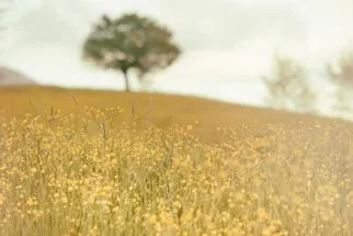 Field of yellow flowers
