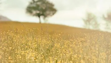 Field of yellow flowers