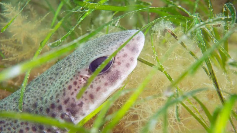 Frogfish in Seagrass