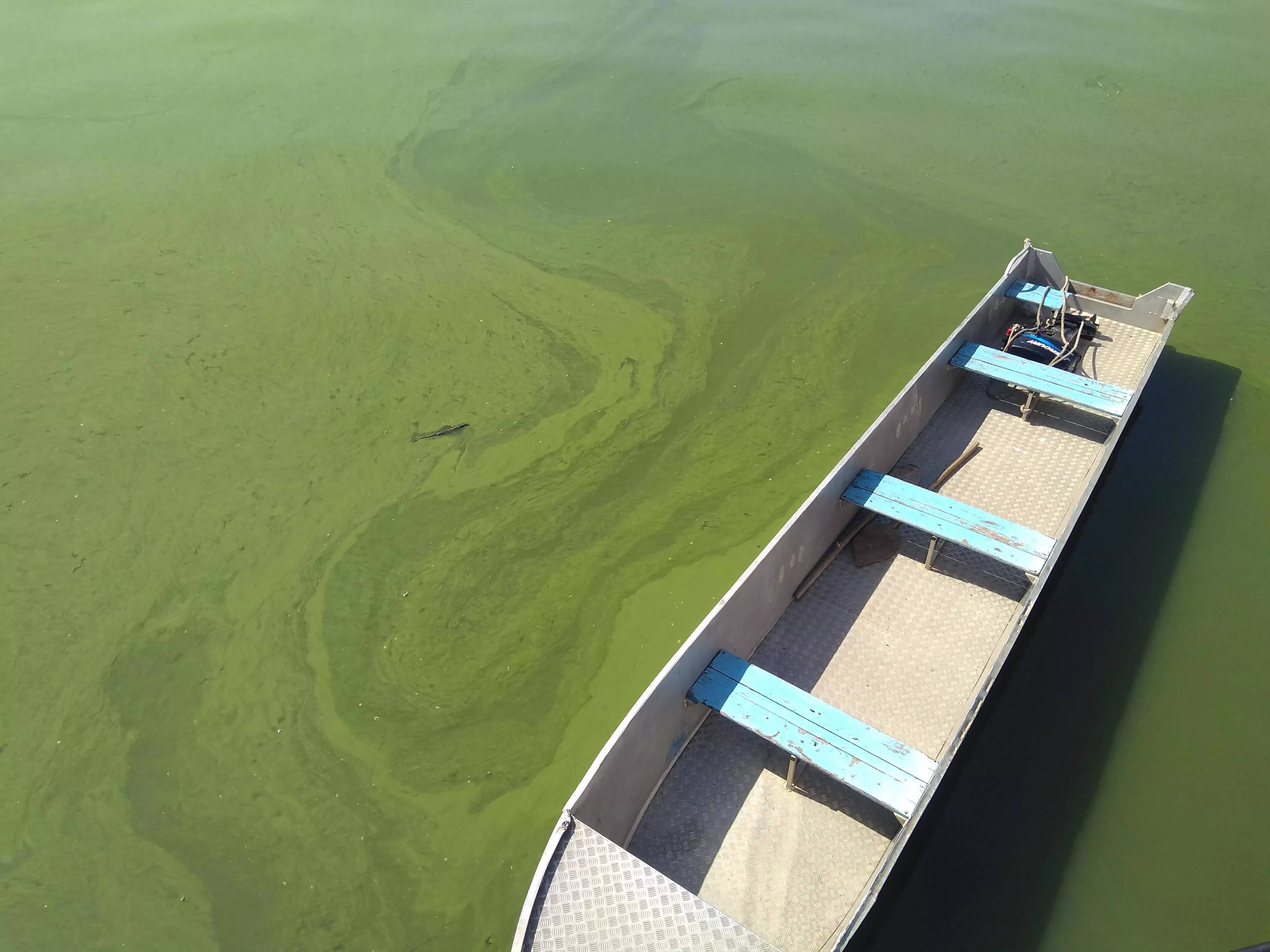 Harmful Algal Bloom in Winam Gulf