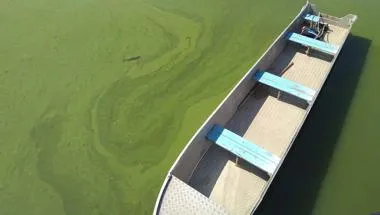 Harmful Algal Bloom in Winam Gulf