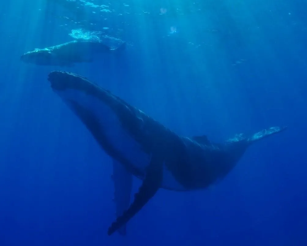 humpback whale and calf