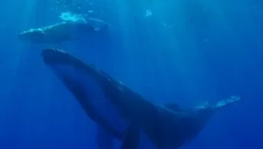 humpback_whale_and_Calf