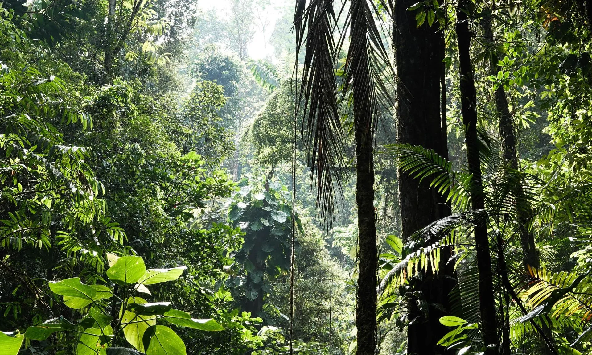 Rainforest trees