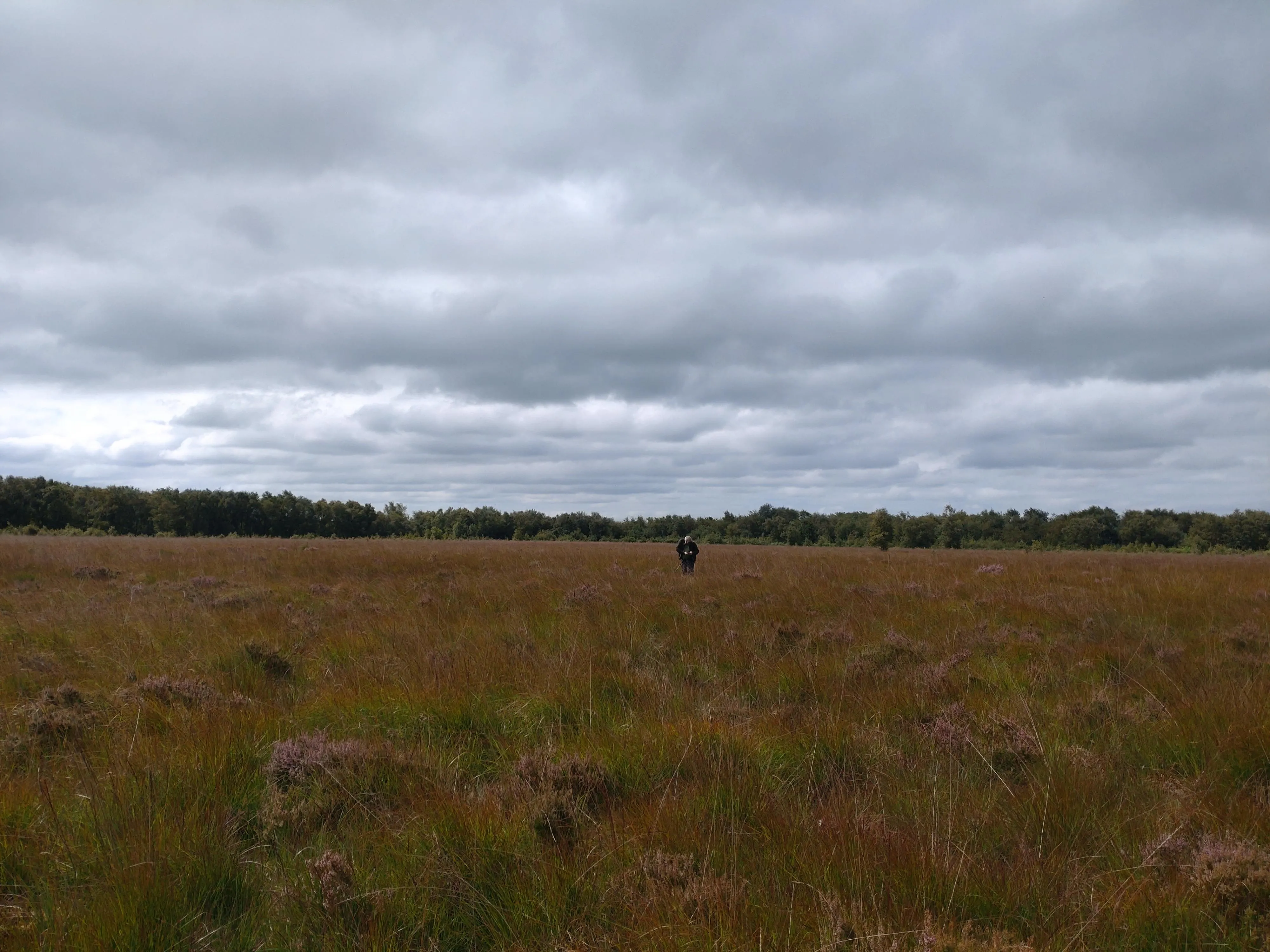 Testing the role of nutrient input thresholds in governing microbial-mediated carbon sequestration for temperate peatlands
