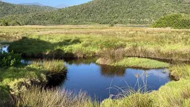Pond and green grasses