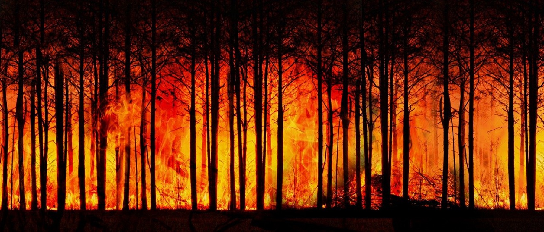 forest-fire-3836834_1280