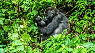 Why biodiversity and wildlife conservation is crucial to global security with Dr Richard Milburn