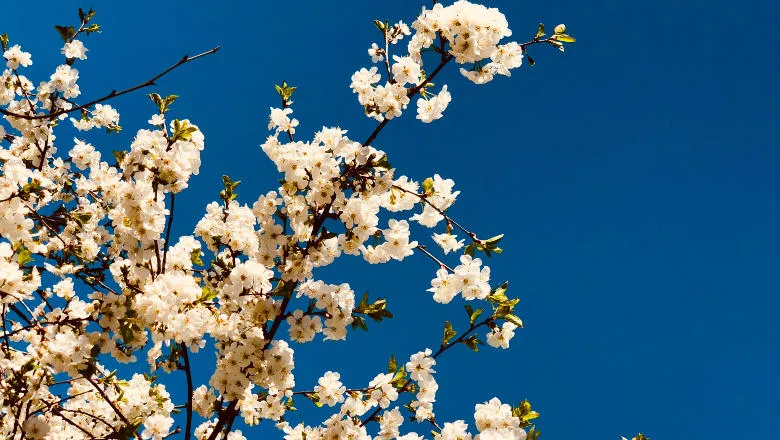 spring blossom against a blue sky