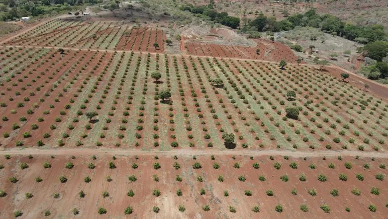 Farm in Kenya