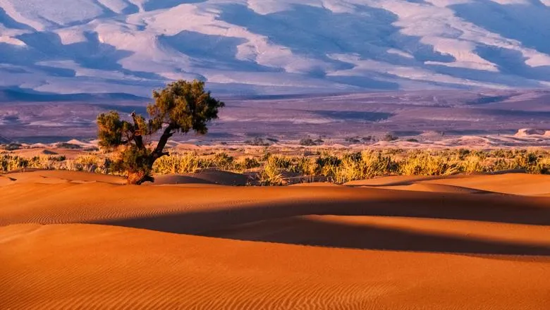 Morocco tree and desert