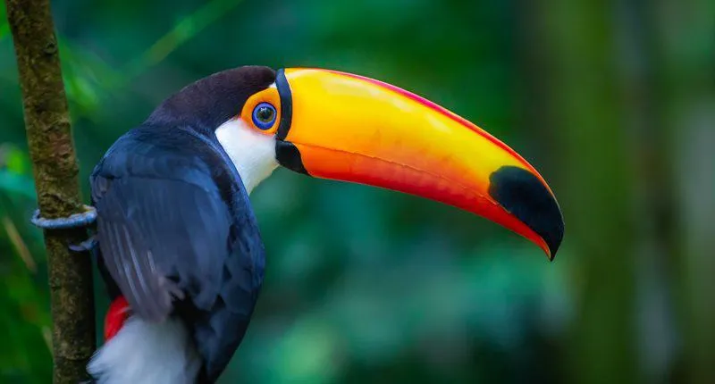 a bird