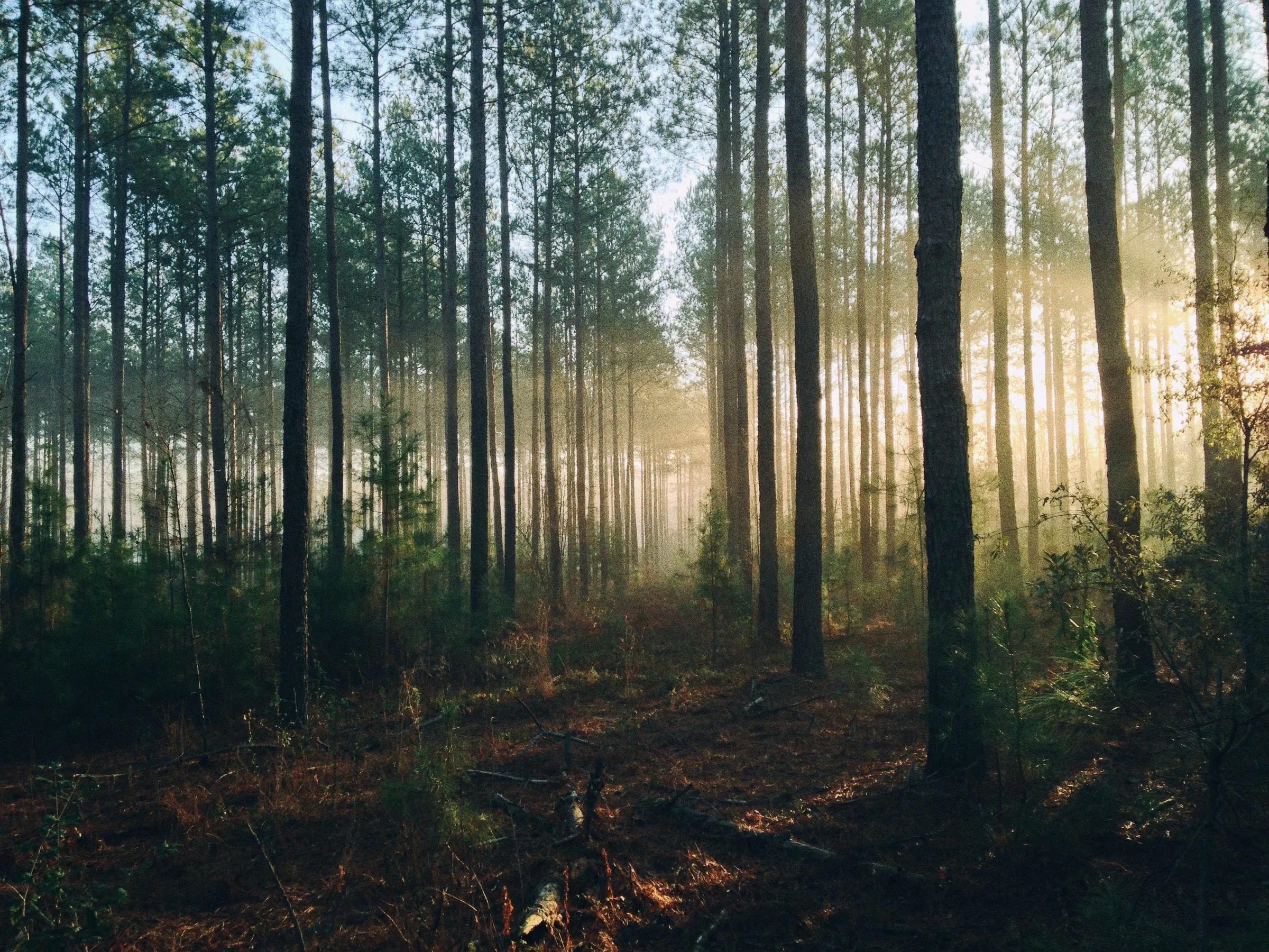 Light through forest tree trunks