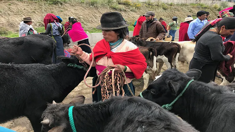woman in traditional dress managing cows
