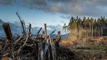 Climate change deforestation