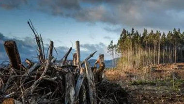 Climate change deforestation