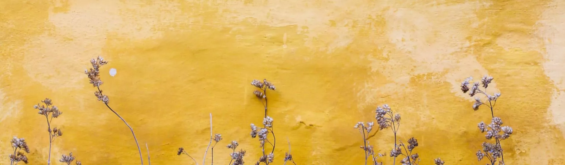 mona-eendra-flowers-yellow-background 1903x558